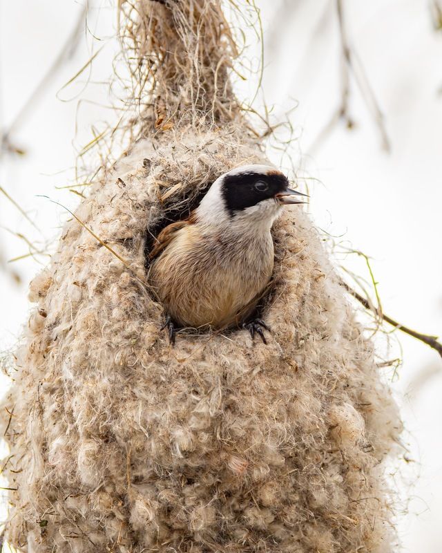 ремез, гнездо, птицы  фото превью