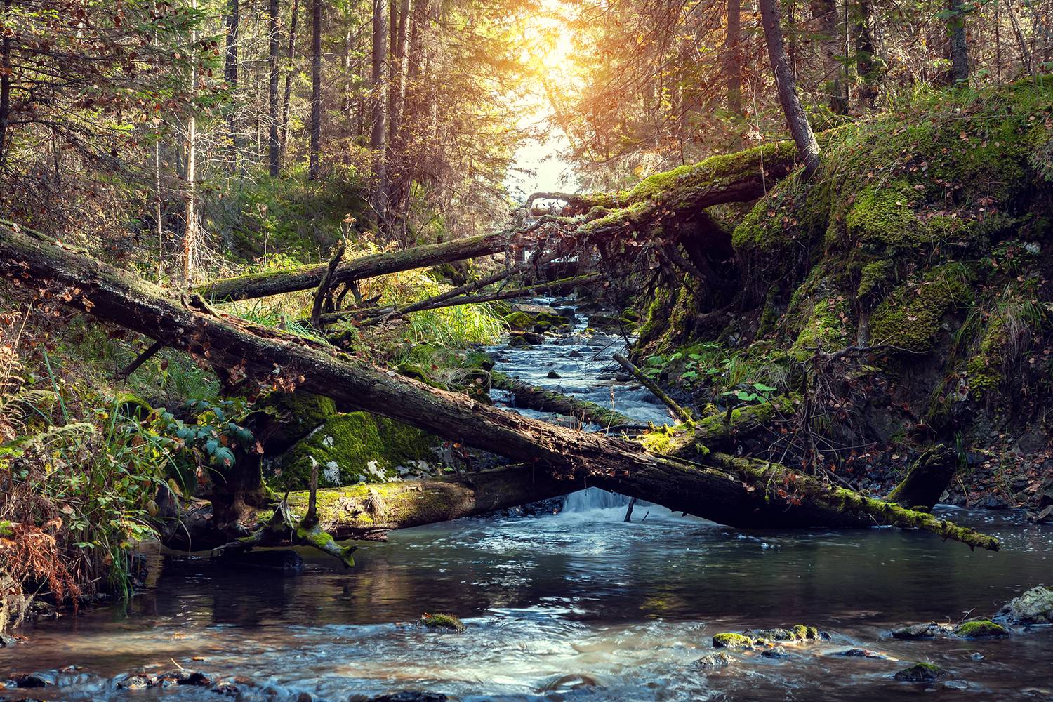 , Андрей Бортников