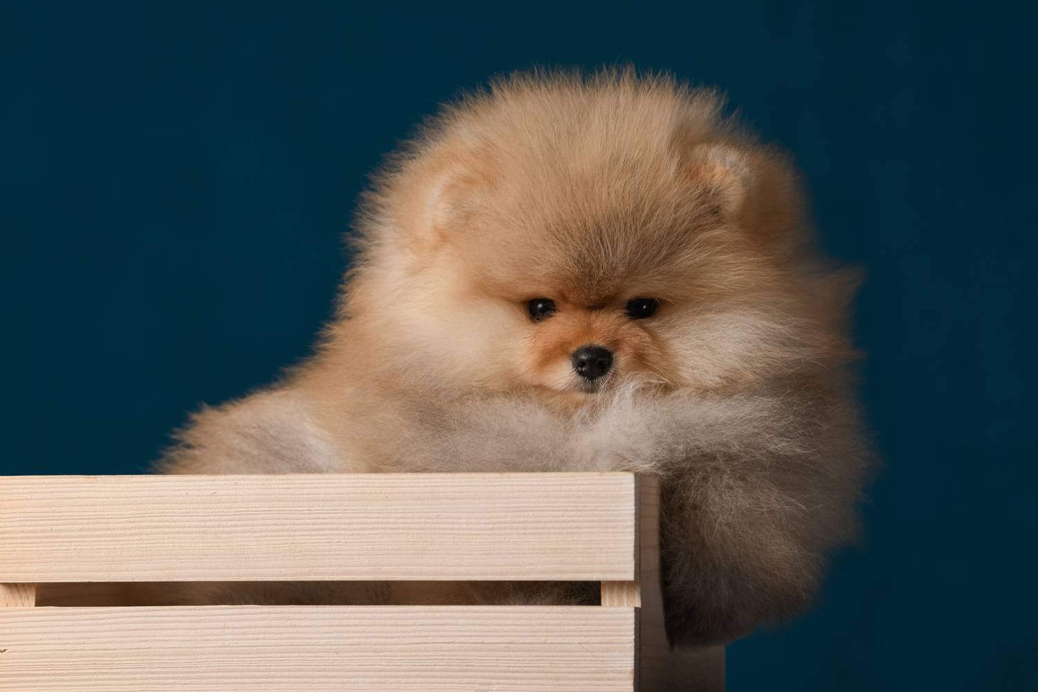 , Алена Ковалёва