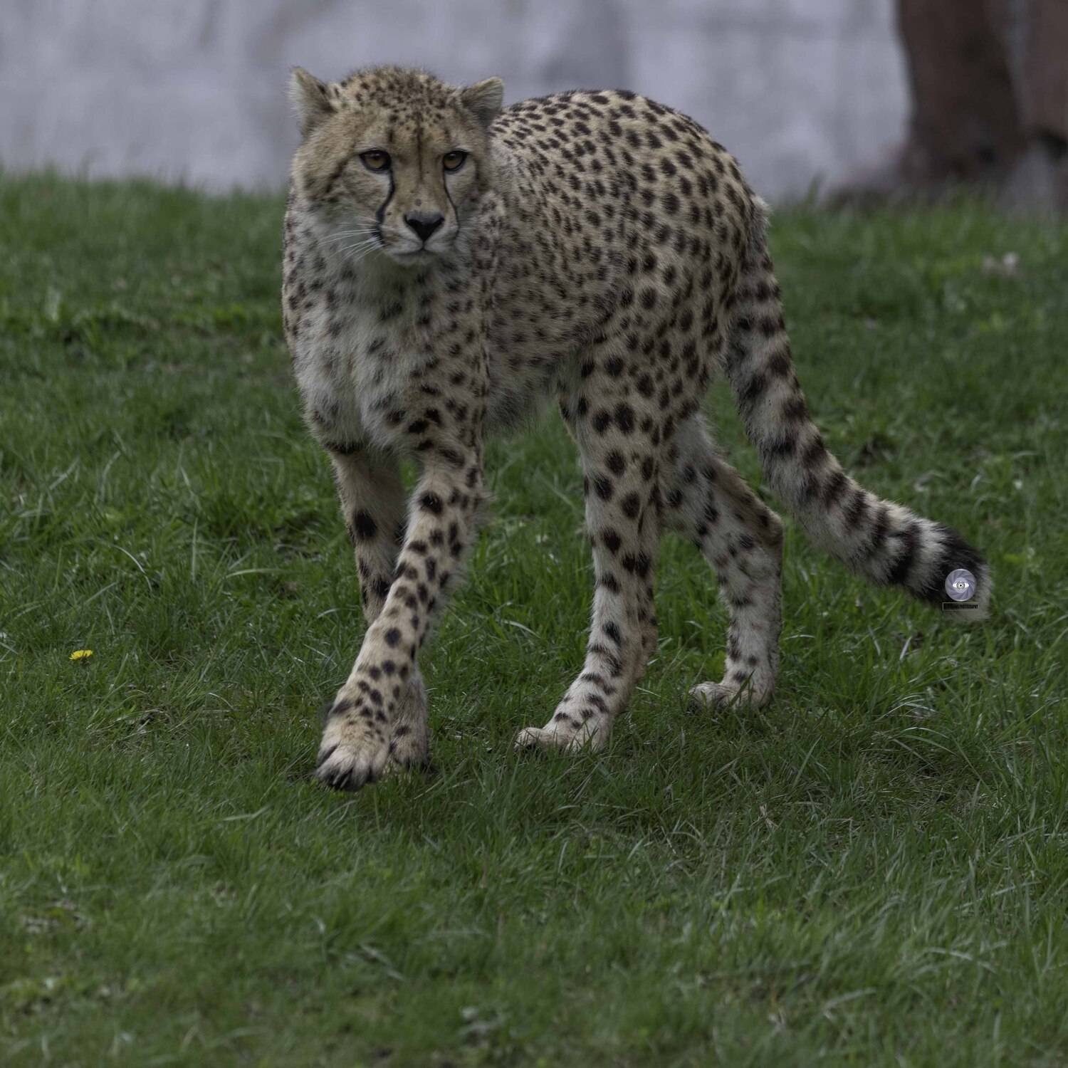 cheetah, Ali Pashang