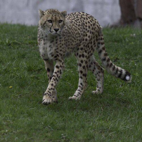 Cheetah