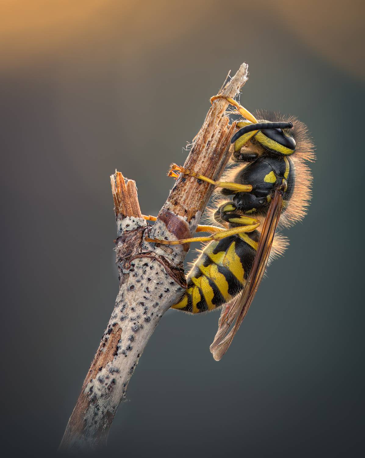 wasp, insect, macro, nature, wild, insects, bee,, Atul Saluja