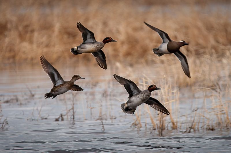 чирок, полет, птицы, чирок-свистунок, чирок-трескунок, утка, утки, весна чирки в полете фото превью