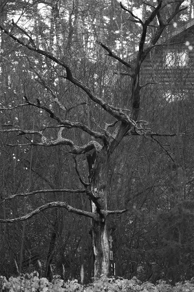 , Чудинин Дмитрий