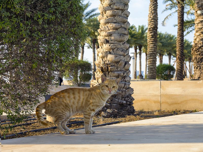 Котя фото превью