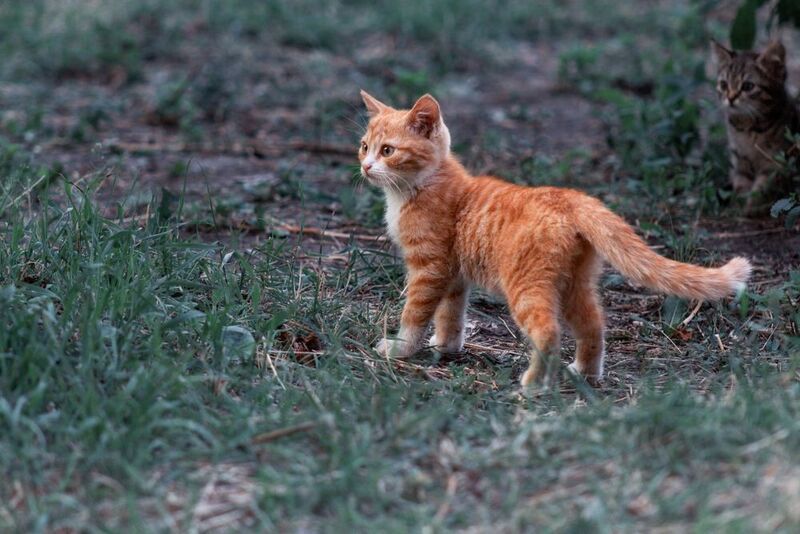 дворовые котята Рыжик и компания. фото превью