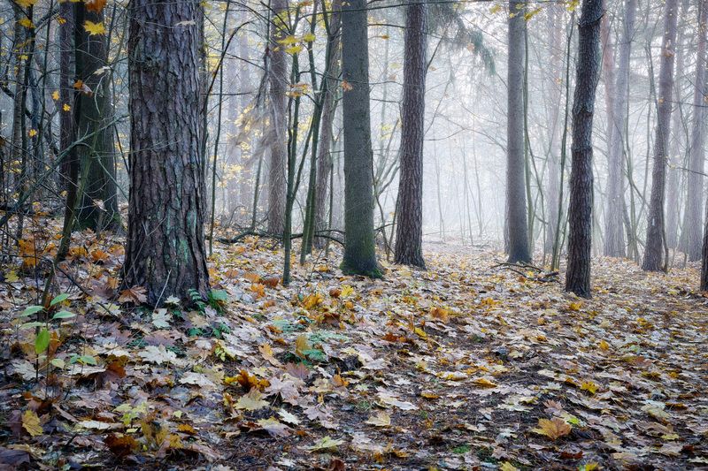 В осеннем лесу фото превью