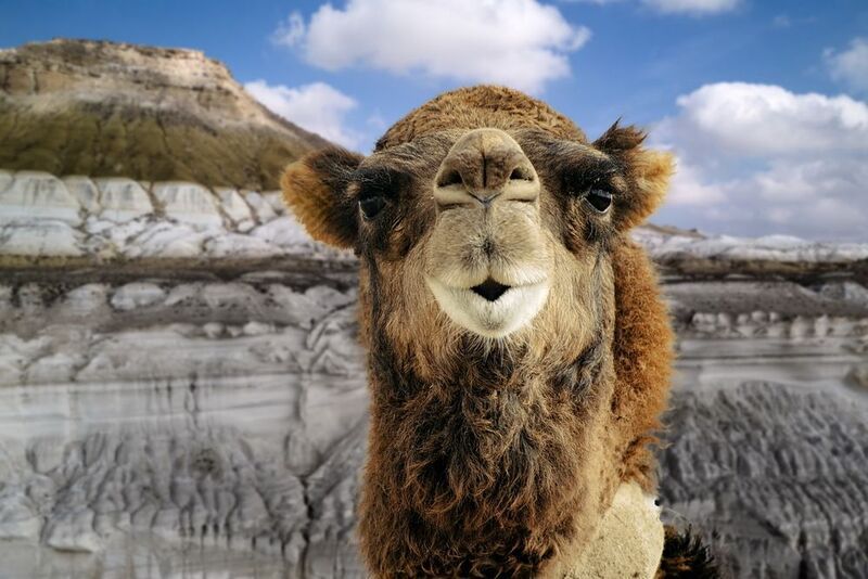 пустыня верблюд Хозяин пустынь фото превью