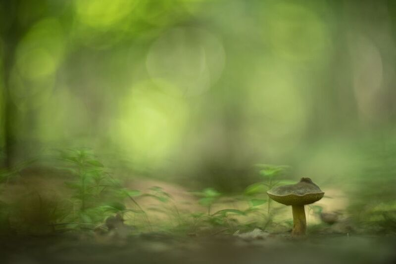 грибы, свет, россия, воронеж,  зелёный, мир, макро, природа, nikon d850, гелиос-40-2 1,5/85 никон. Зелёный мир... фото превью