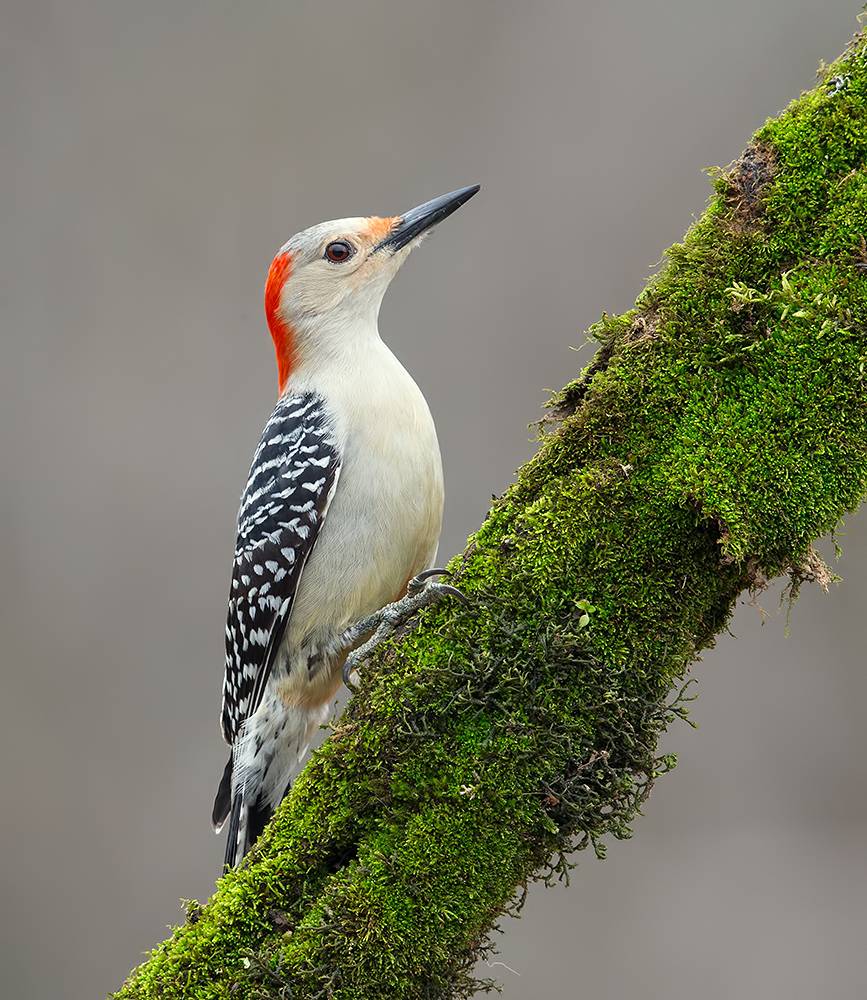 дятел, каролинский меланерпес, red-bellied woodpecker, woodpecker, Etkind Elizabeth