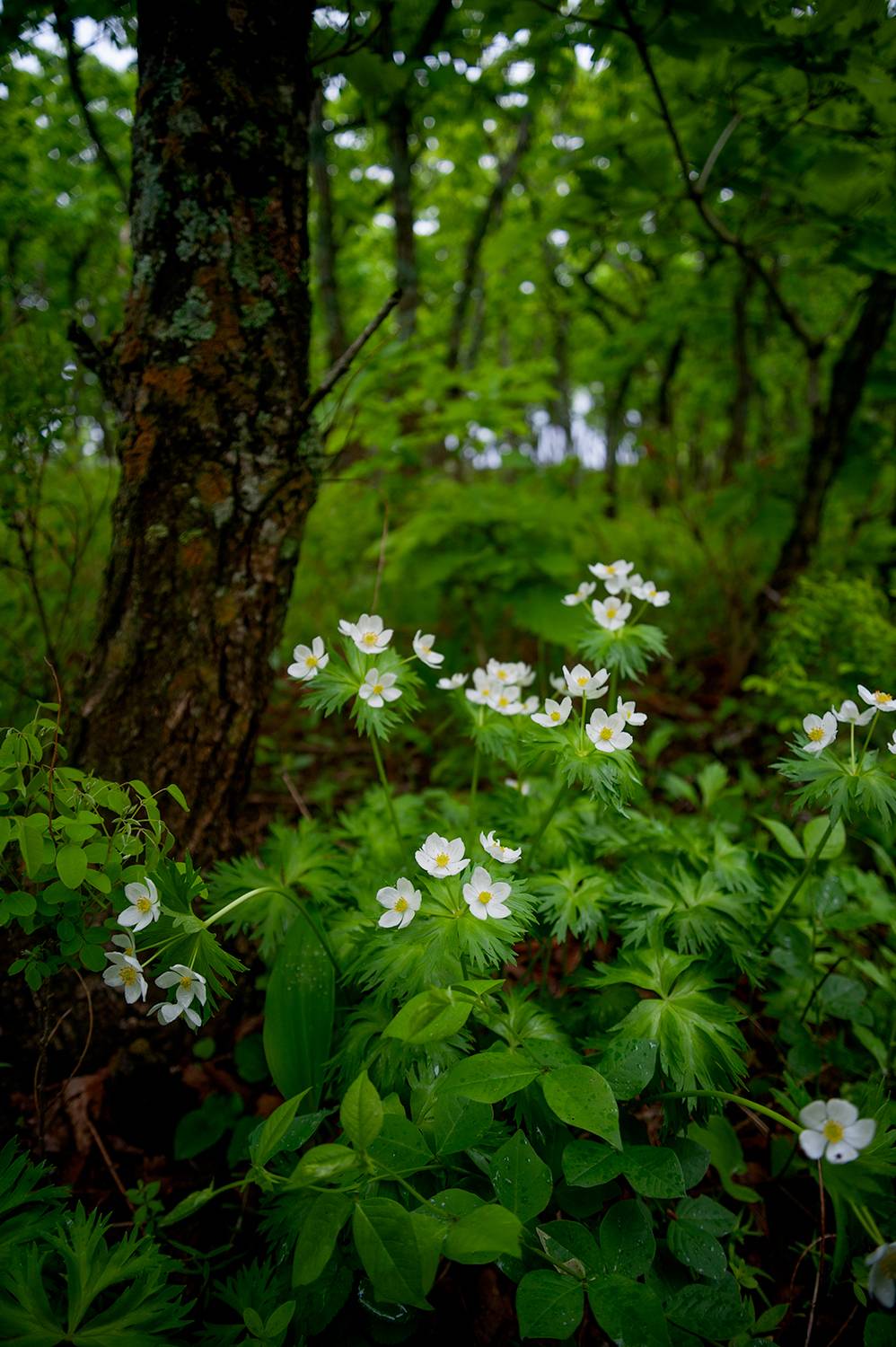 , Васильева Дарья
