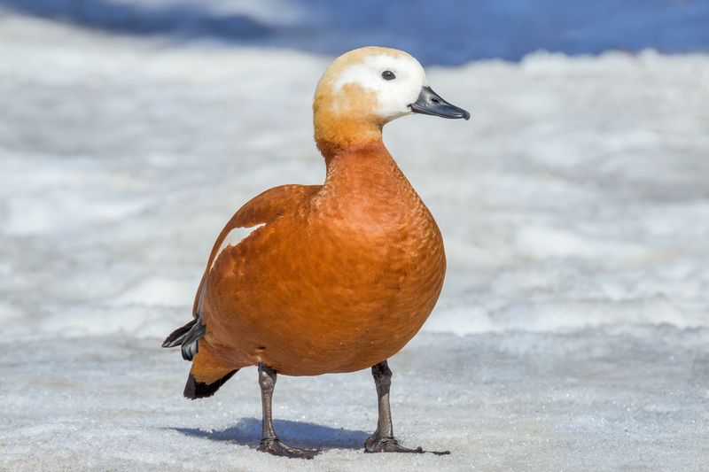 Невеста. фото превью