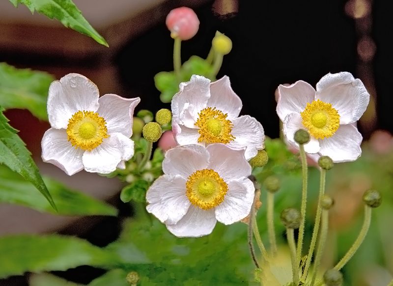 истра Октябрьские цветочки.... фото превью