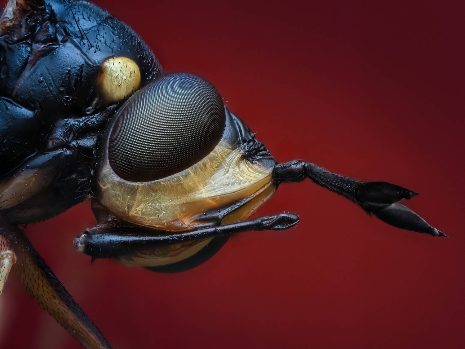 , Олег Савицкий