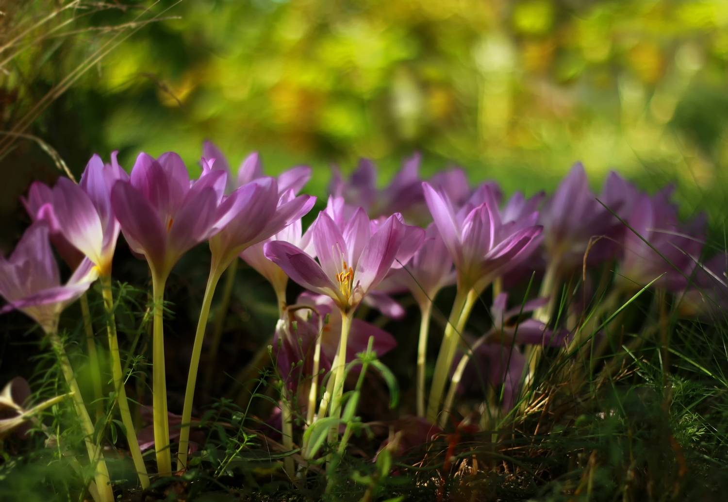 безвременник,осень, Лайко Марина