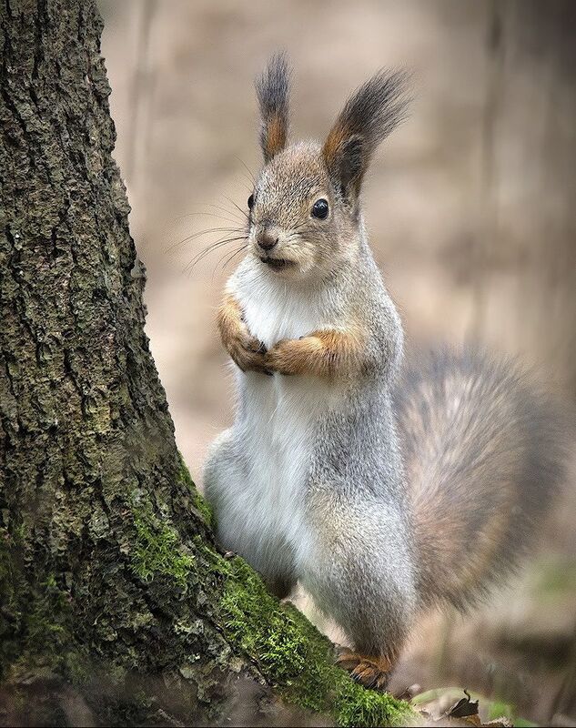 *** фото превью