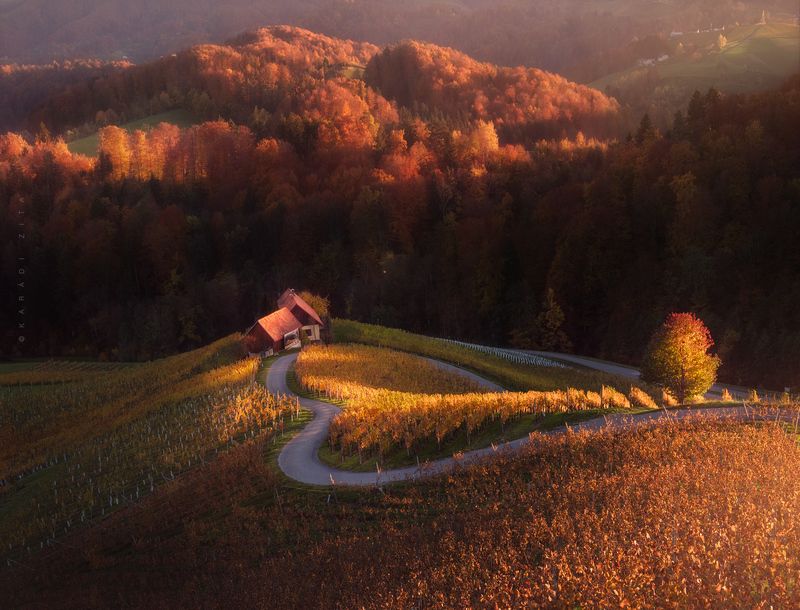 slovenia, landscape, sunset, trees, forest, wineyeard, vinary, hills, europe, hungarianphotographer, autumn sLOVEnia with all heart_1 фото превью