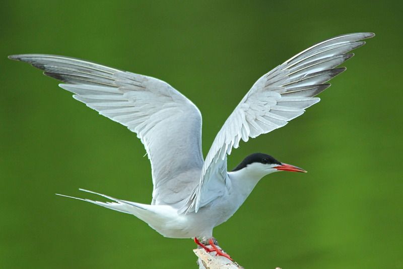 речная крачка, sterna hirundo, Речные крачки фото превью