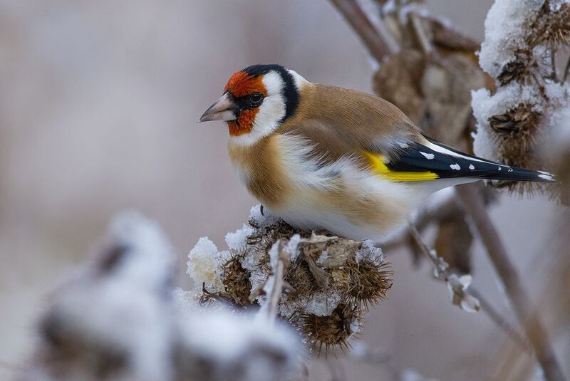 щегол,репейник,снег,ноябрь На пороге зимы фото превью