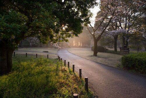 Misty morning in Tokyo