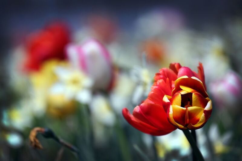 тюльпаны фото превью