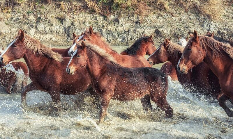 кони, водопой, На водопое. фото превью