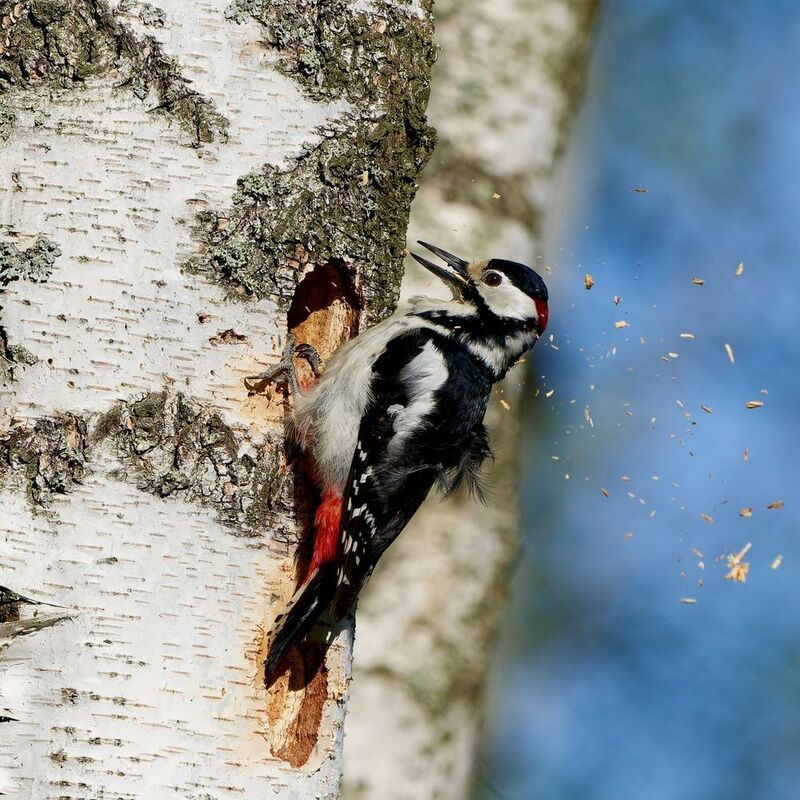 Большая стройка фото превью