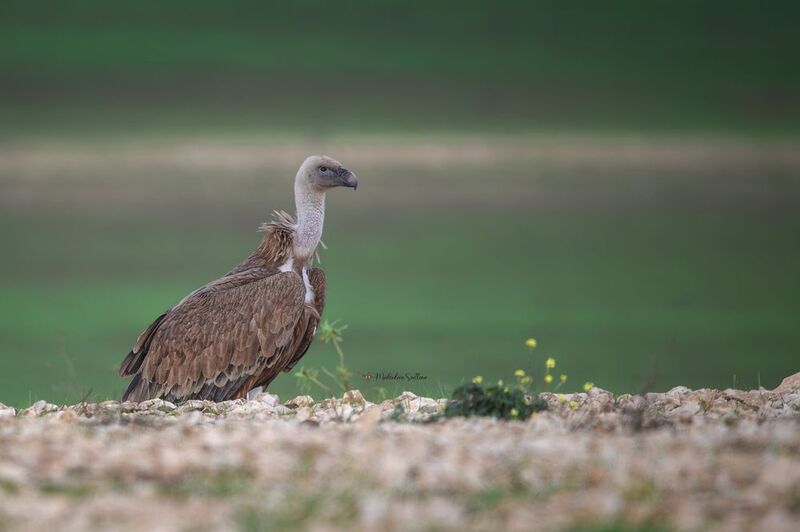 фотоохота, птица, сип, осень, птицы, белоголовый сип Сип белоголовый. фото превью