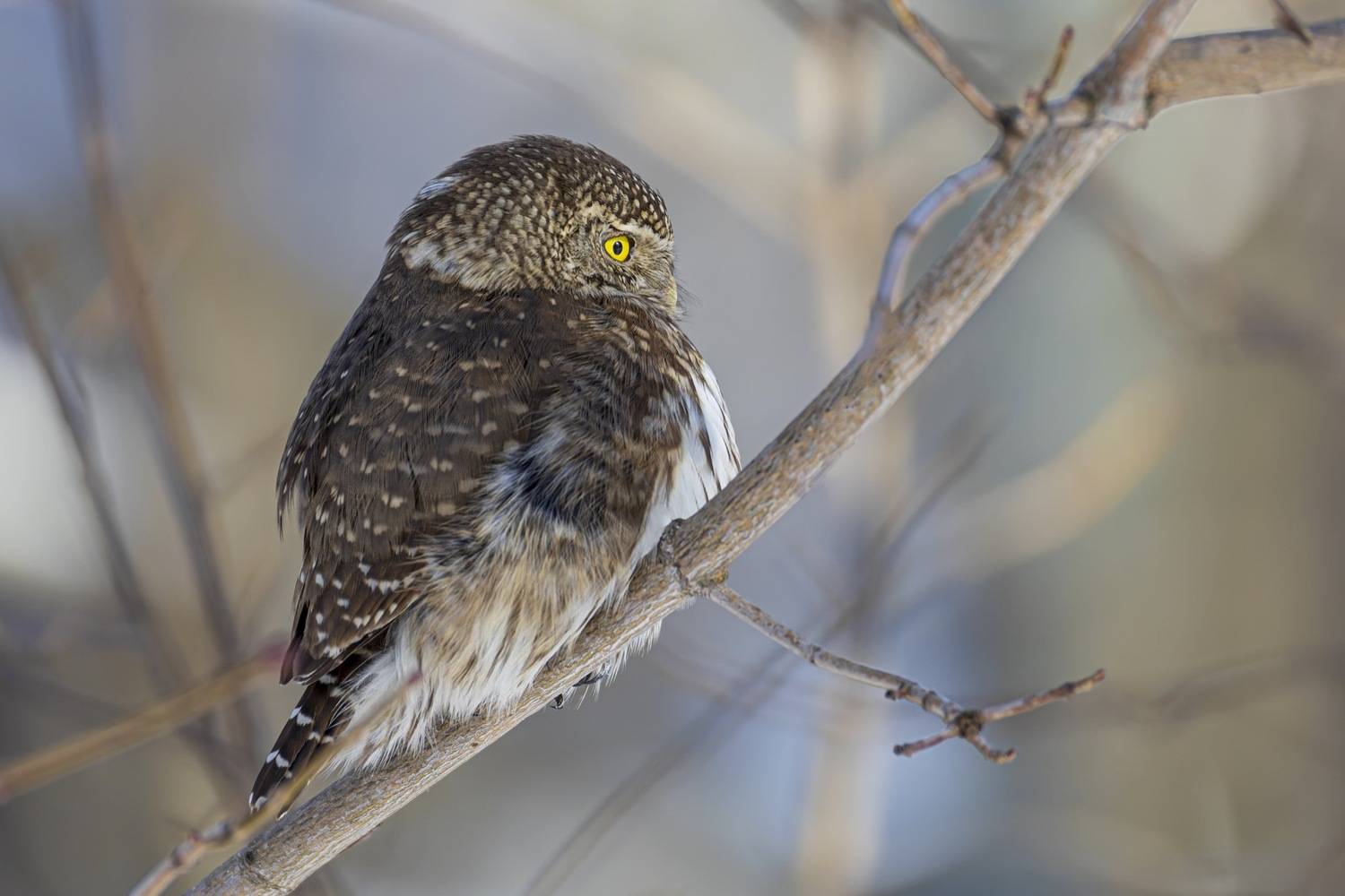 воробьиный сычик, воробьиный сыч, сова, птицы,, красная книга, Ruslan Pl