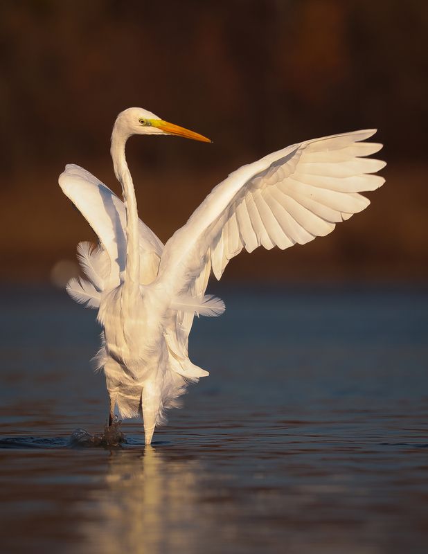 Heron фото превью