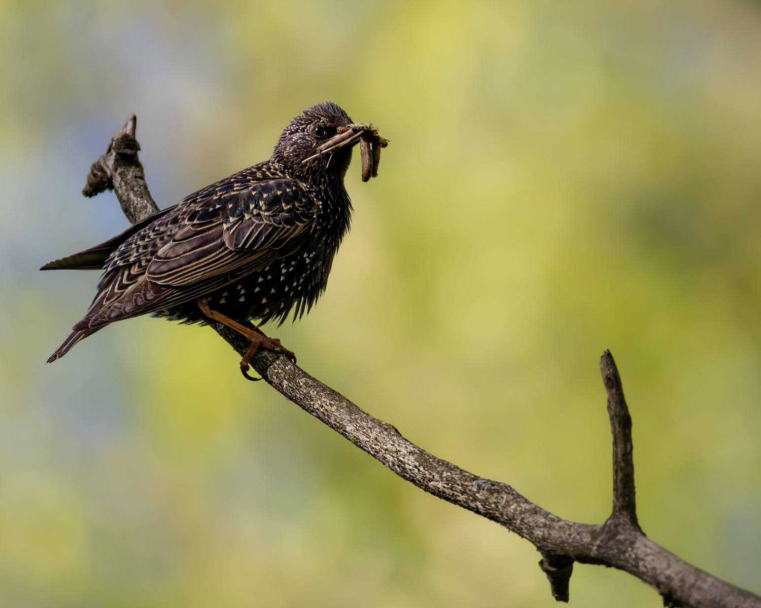 скворец, птицы, Ruslan Pl