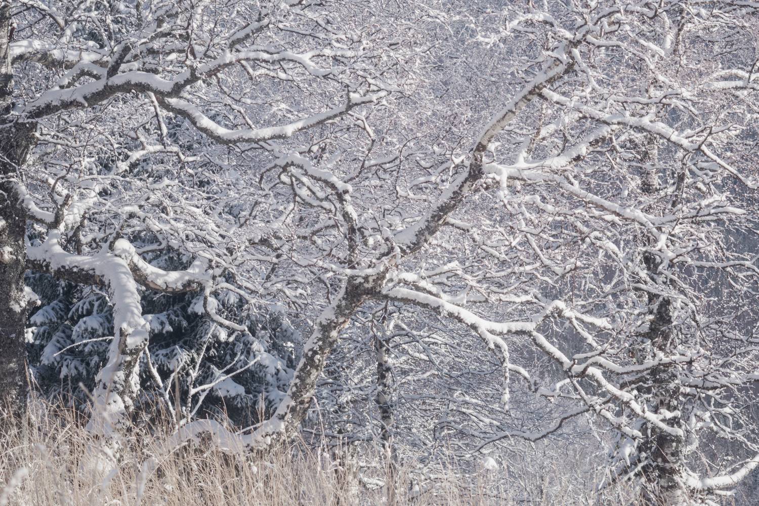 зима, лес, ветви, снег, мороз, природа, пейзаж, свет, утро, дыхание природы, зимний пейзаж, спокойствие, равновесие, winter, forest, branches, snow, frost, nature, landscape, light, morning, stillness, balance, calm, winter landscape, Толстоноженко Илья