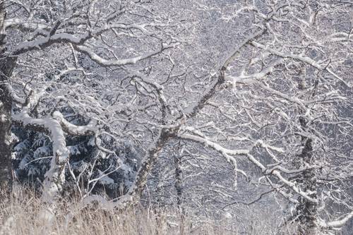 Тишина ветвей