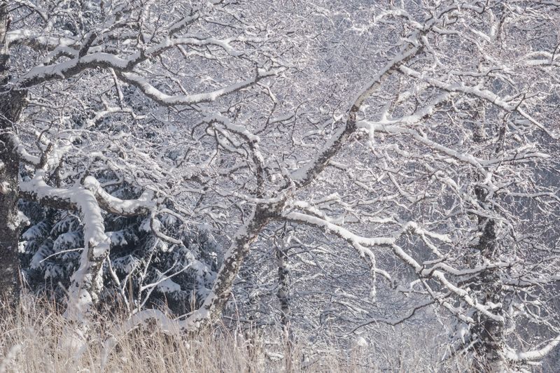 Тишина ветвей фото превью