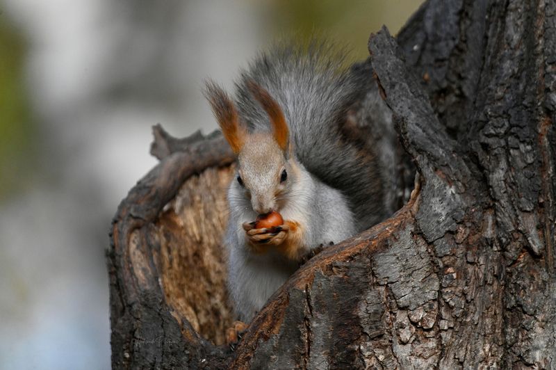 С орешком фото превью