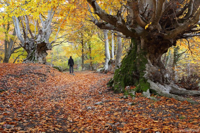 крым, демерджи В сказочном лесу фото превью