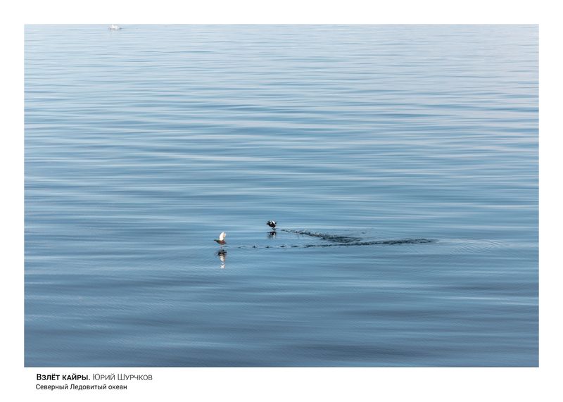 кайра, арктика Взлет кайры фото превью