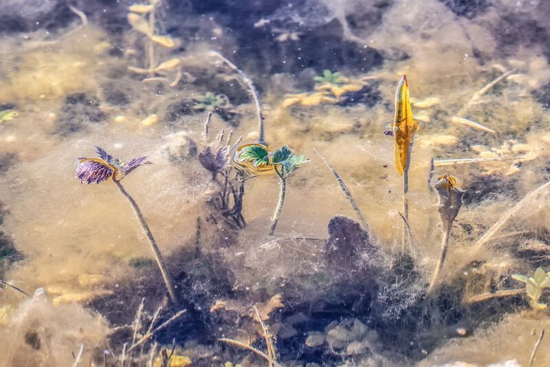 Болотные рисунки.. фото превью