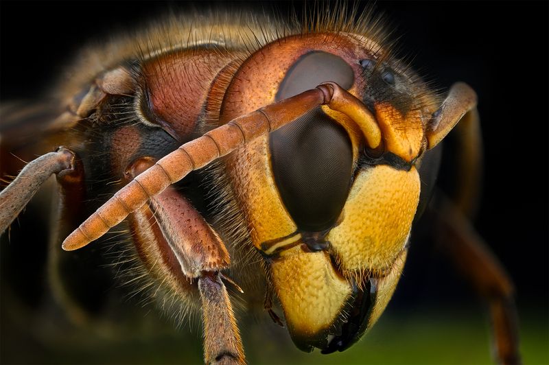 ceclii, macro  фото превью