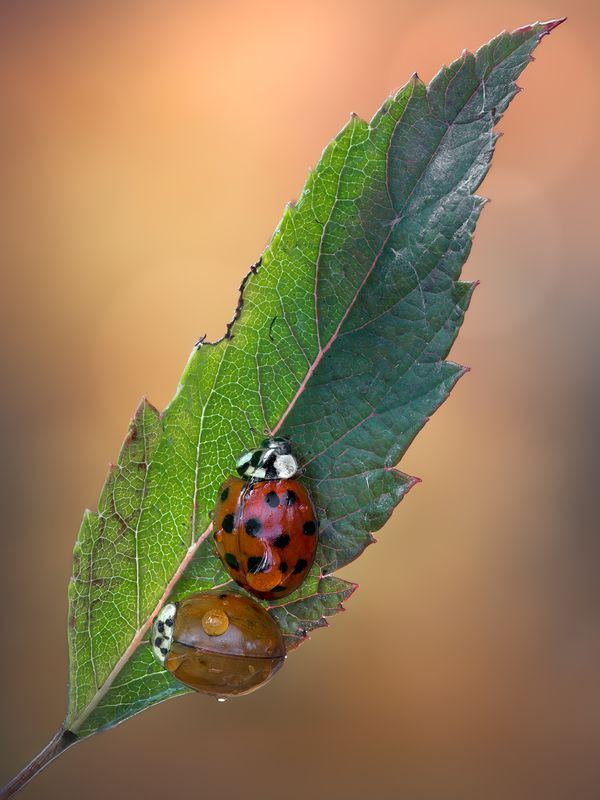 ladybug, beetle, insect, flower, macro, bugs, ladybird, Echoes фото превью