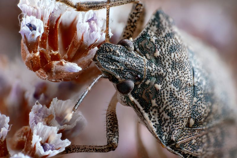 Halyomorpha halys фото превью