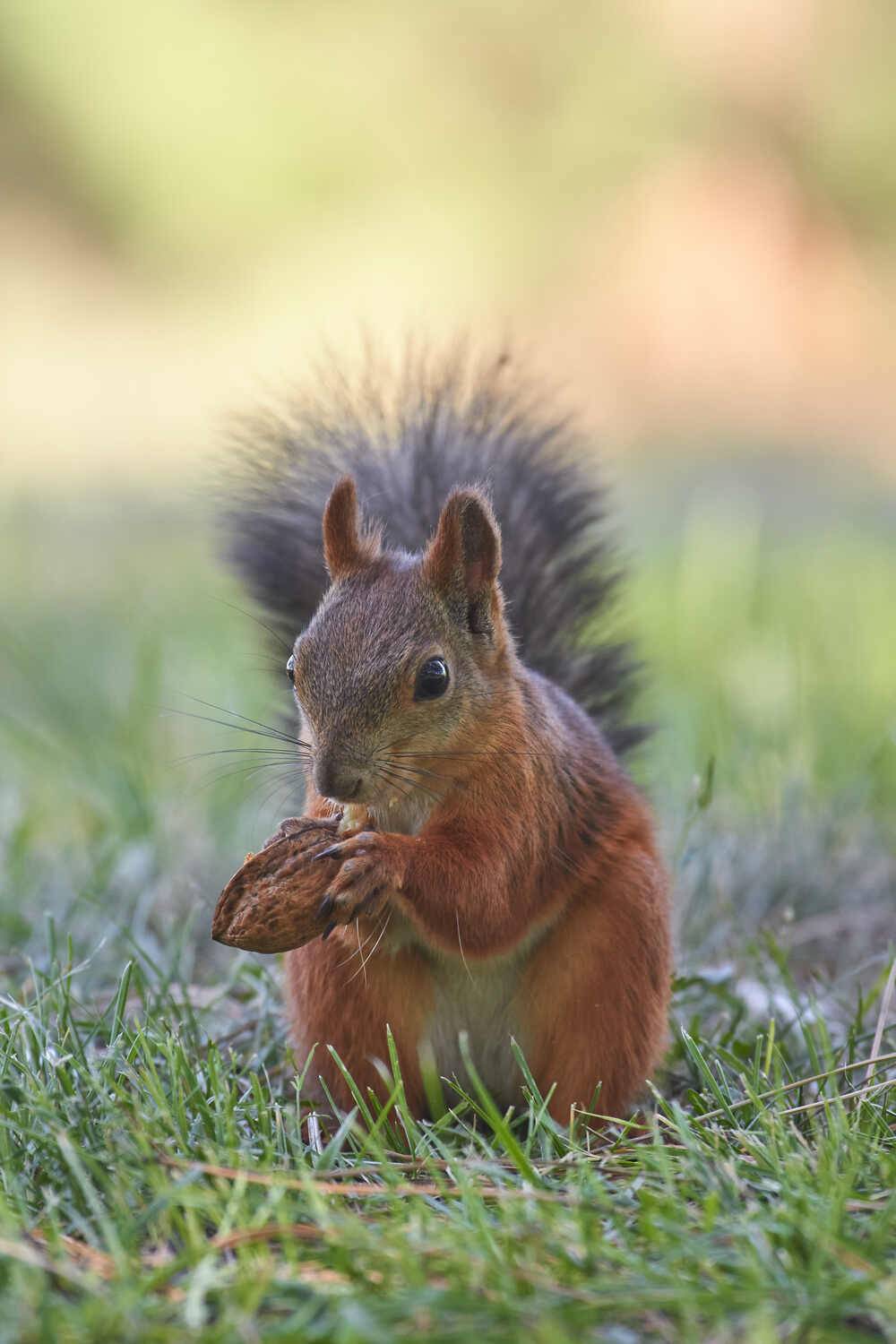 squirrel, белка, обыкновенная белка, , Павел Сторчилов