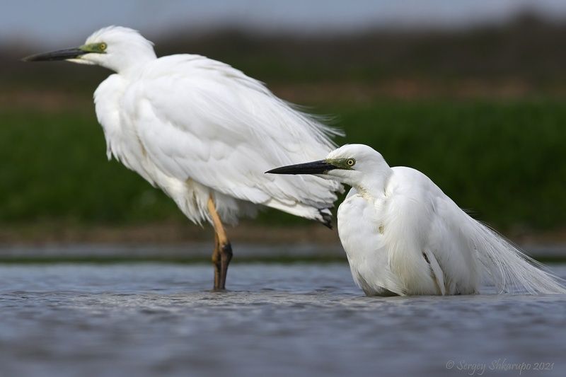 Большие белые цапли Кто посидит, кто постоит фото превью