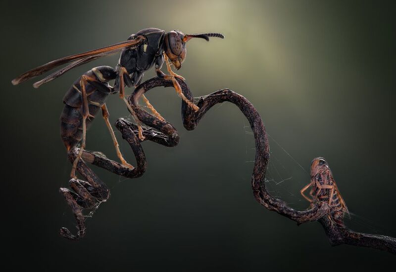 wasp, insect, macro, nature, wild, insects, bee, David and Goliath фото превью