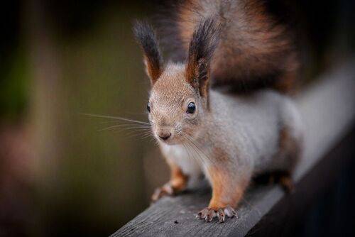 Белки и орехи)