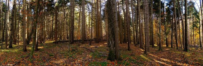 Осенним утром в лесной глуши... фото превью