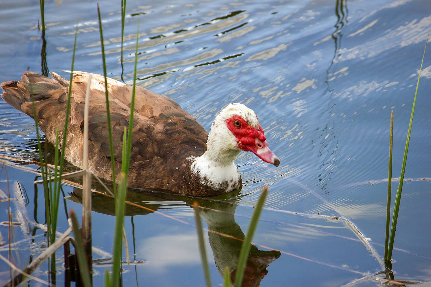 утка, мускусная утка, индоутка, cairina moschata, КарОл