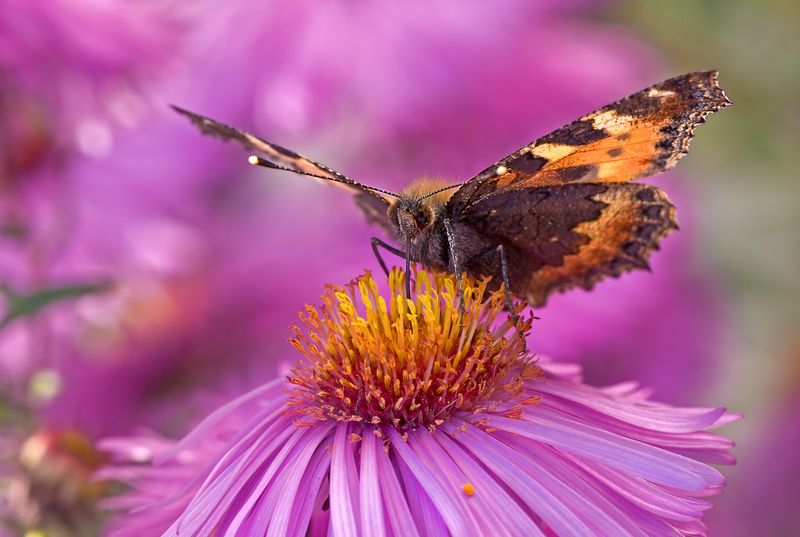 Крапивница в сентябре фото превью