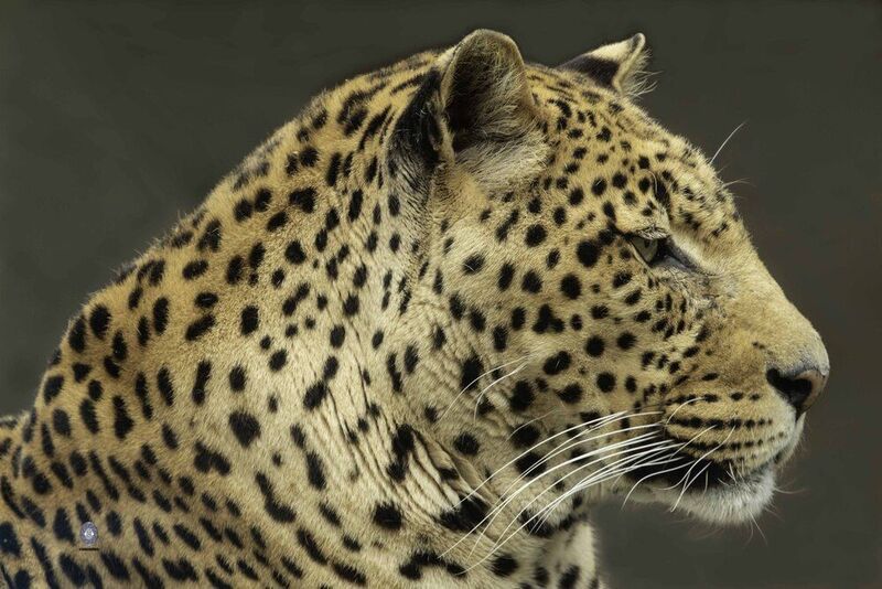 Leopard фото превью