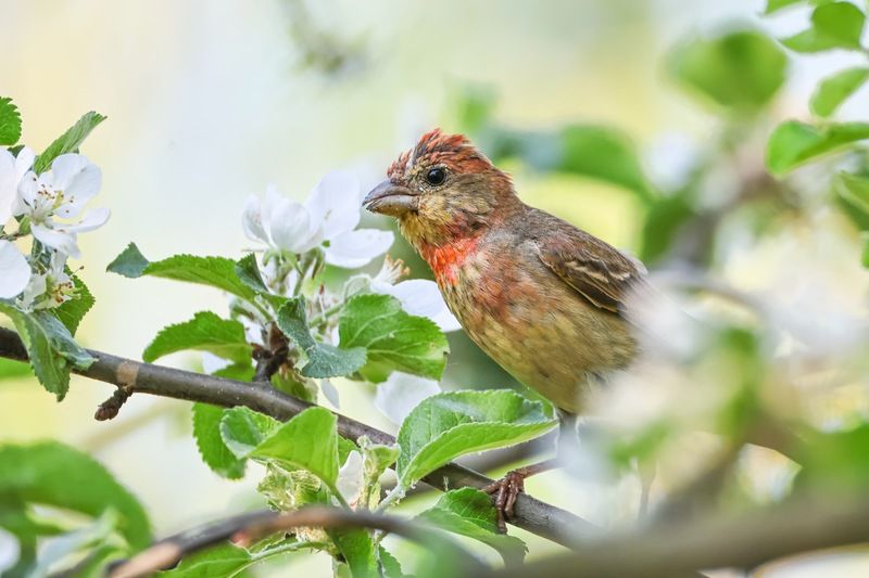 чечевица, птицы, весна, яблоня Чечевица и цветущая яблоня фото превью